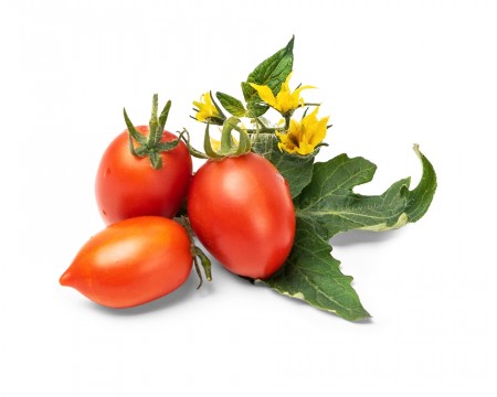 Røde Tomater - Urtepod